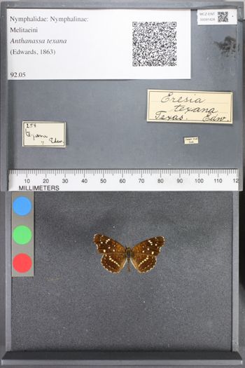Media type: image;   Entomology 91428